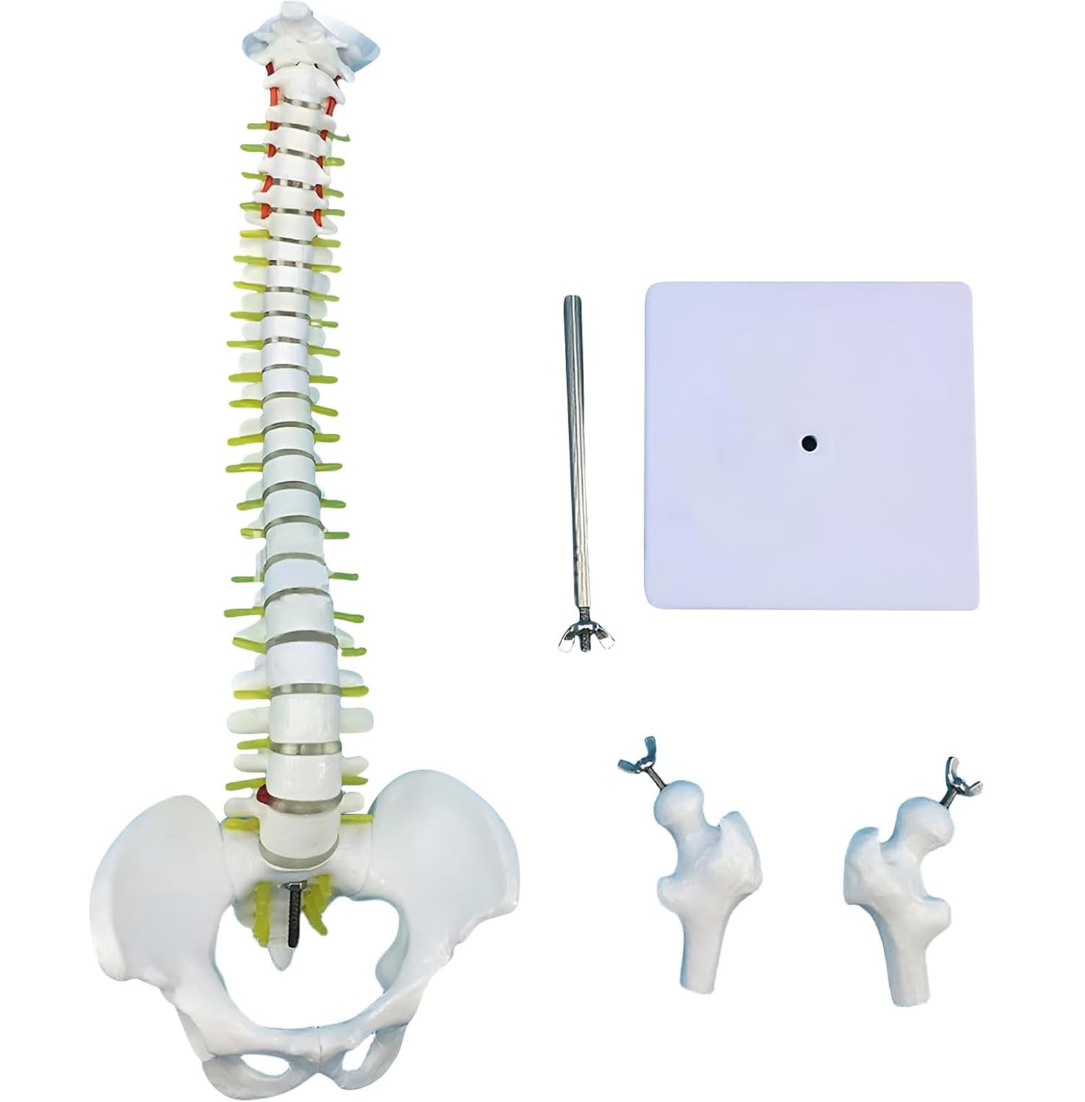 Modelo De Columna Vertebral Humana - Mini Modelo Anatómico De 45 Cm con Soporte, Pelvis, Columna Vertebral, Nervios Y Vértebras para Estudios Científicos O Educación del
