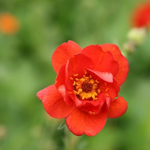 Plant Theory Mrs J. Bradshaw Avens Perennials Flowering Plants Geum 2L Pot