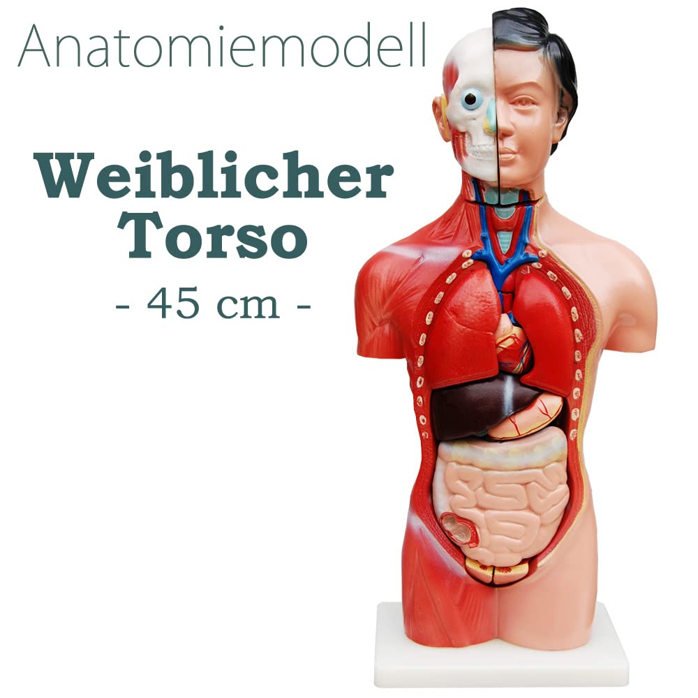 Modèle Anatomique Torse MedMod 45 cm, Corps Humain détaillé en PVC avec Organes Amovibles pour l’école, Les études et la Formation en Anatomie, modèle pédagogique
