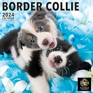 PICTWAN(ピクトワン) 2024年版カレンダー 【L版】ボーダー・コリー L004" 