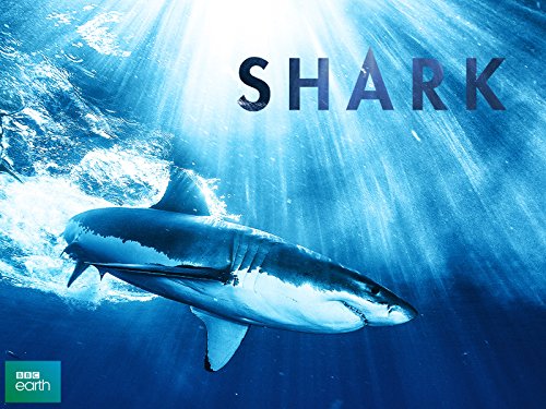 Shark