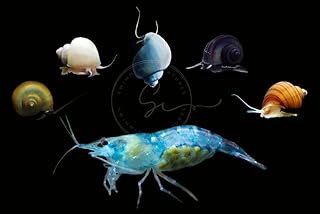 Swimming Creatures™ 20 Blue Jelly (Blue Velvet) Premium High-Grade Neocaridina Shrimp with 3 Mystery Snails Freshwater Aquarium Live