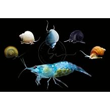 Swimming CreaturesTM 20 Blue Jelly Blue Velvet Premium High-Grade Neocaridina Shrimp with 3 Florida Mystery Snails Pomacea bridgesii
