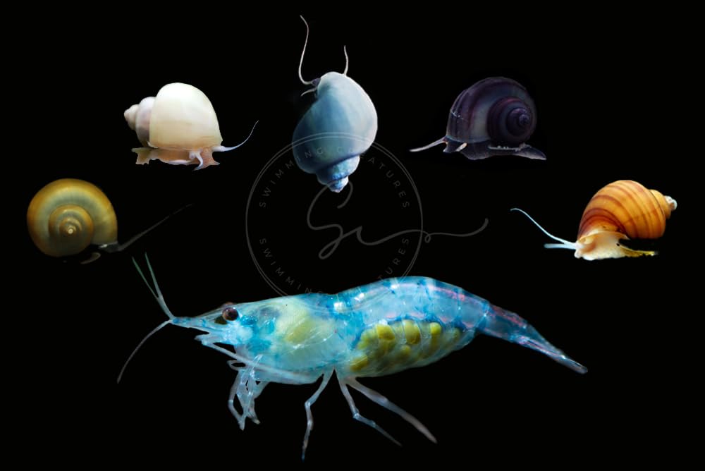 Swimming Creatures™ 20 Blue Jelly (Blue Velvet) Premium High-Grade Neocaridina Shrimp with 3 Mystery Snails Freshwater Aquarium Live