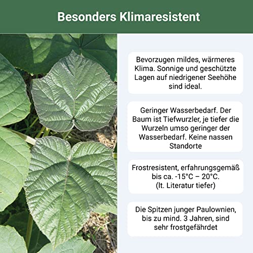 Blauglockenbaum Paulownia SHANDONG schnellwachsend - auch bekannt als Kiri-Baum, Kaiserbaum mit blauvioletten & glockenförmigen Blüten als Wertholz & Schattenbaum (2x 9 cm-Topf)