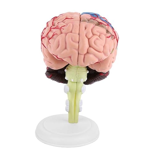 Miniatura 8 de Modelo cerebral, modelo anatómico de cerebro, modelo ligero y fácil de llevar, material plástico duradero para la escuela y el hogar