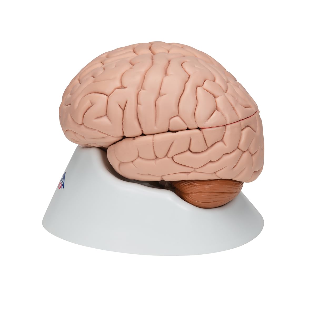 3B Scientific C17 Encéfalo de Lujo, desmontable En 8 Piezas - 3B Smart Anatomy