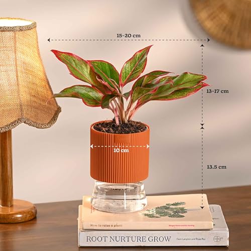 Image of Ugaoo Indoor Plants Combo of 4 for Office Desk | Aglaonema Red, Syngonium Pink Neon, Money Plant N'Joy & Philo Oxycardium Green in Self Watering Kyoto Pots - Terracotta