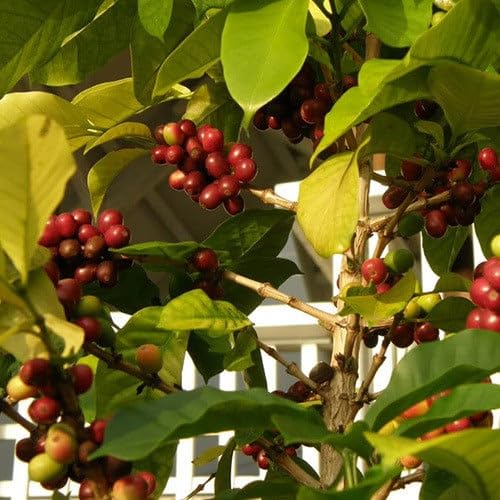 Plant World Seeds - Coffea Arabica 'Castillo' (Coffee) Seeds (Tropical and Conservatory Seeds)