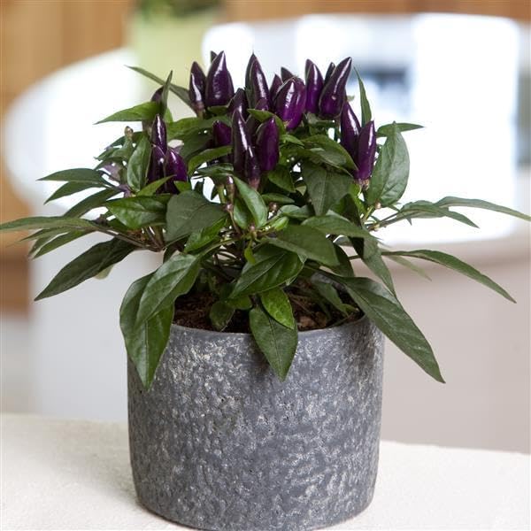 Acapulco - Pimiento ornamental morado (3 plantas vivas)