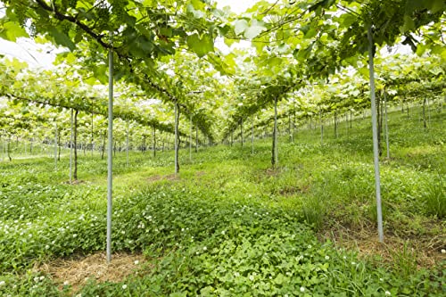 安心院ワイン フランシスコ デラウェア 500ml