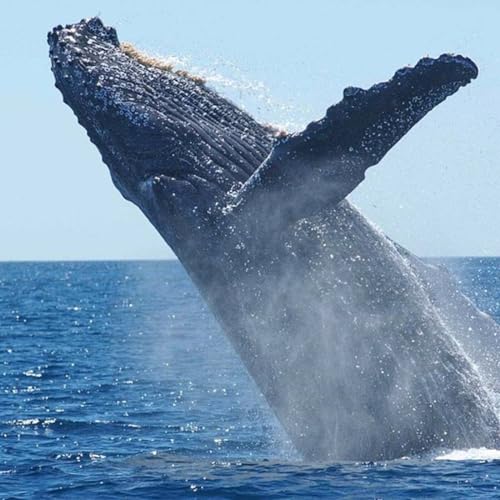 WILD - PODCAST ANIMALIERS # 171 - LA BALEINE BLEUE