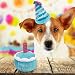 Ceolup Gefülltes Geburtstagskuchen-Hundespielzeug, Plüsch-Kuchen-Plüschtier - Kreative Geburtstagsgeschenke für Hunde, Waschbar und Langlebig