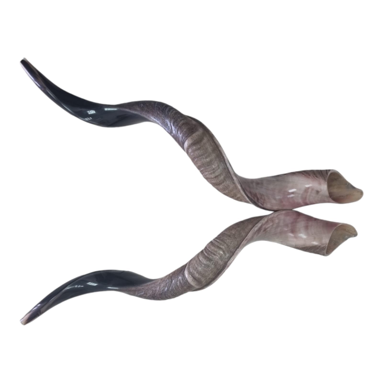 2 X SHOFAR Half Natural Kosher Kudu Horn 35