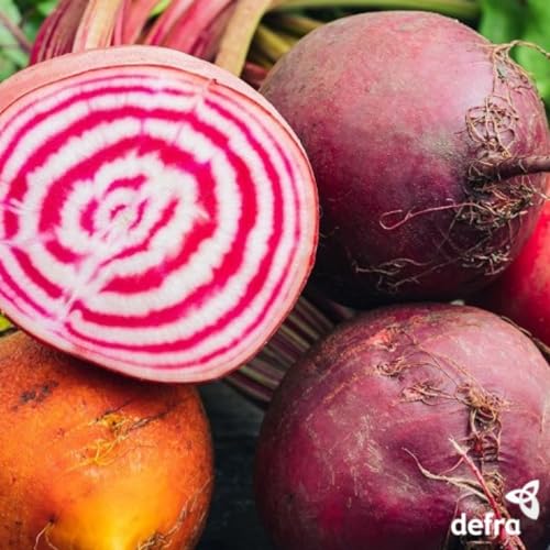 Premier Seeds Direct - Seed Tape Beetroot Rainbow Mix - 6M (3X2M) - Approx 300 Seeds