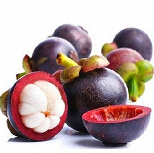 Mangostan Semillas Marca SVI