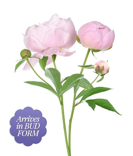 From You Flowers - Pretty Pink Peonies - Deluxe With Free Vase (Fresh Flowers) #TOP1