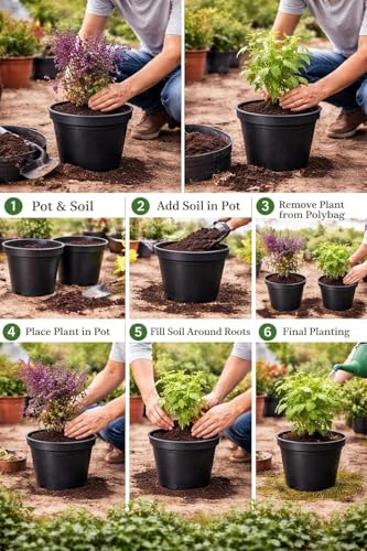 Image of Tulsi Live Plant with Pot | Green Krishna Rama Holy Basil Medicinal Ayurvedic Herb Plant | Sacred Pooja Indoor Outdoor Plant for Home Garden Balcony Terrace Decor | Pack of 1