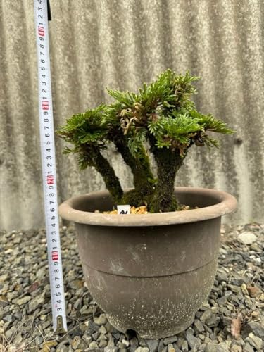 農業資材 ガーデニング イワヒバ」の人気商品一覧 | 安い商品を通販