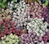 Seeds & Plants Shop by Ipsa