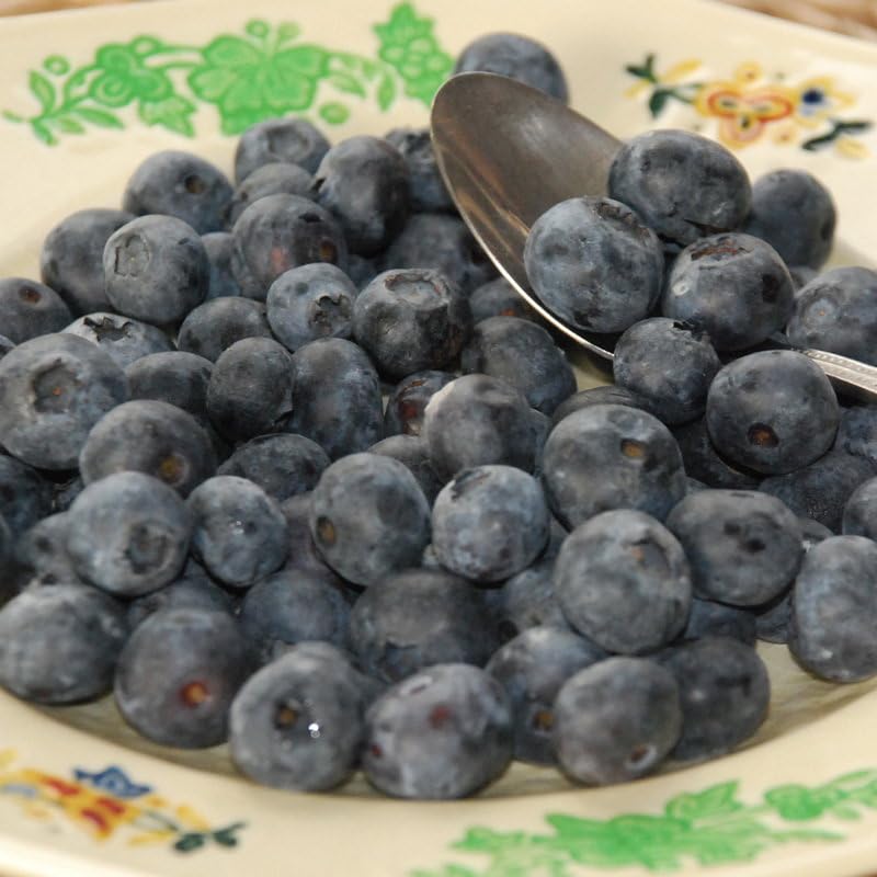 Plant World Seeds - Blueberry Seeds (Edible Berry Seeds)