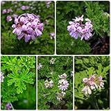 semi repellenti per zanzare - esterno biologiche resistenti giardino balcone 100pcs