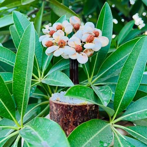 Galox Natural & Original Gomti Chakra | Gomati Chakra Tree for Good Luck & Prosperity Decorative Showpiece Tree 4 Galox Natural & Original Gomti Chakra | Gomati Chakra Tree for Good Luck & Prosperity Decorative Showpiece Tree - Image 4