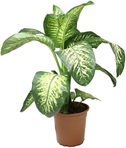 Dieffenbachia Tropic Snow Live Plant Premium Foliage Plant Fit 1 Gallon Pot