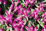 100 Flamingo Feather Wheat CELOSIA Spicata Pink & White Flower Seeds