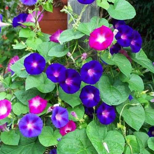 Morning Glory Flower Garden Seeds - Colores Mezclados - 100 Semillas - Semillas Anuales de Jardinería Flor - Ipomoea purpurea Cover