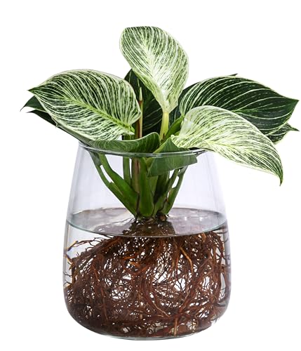 Dehner Waterplant Baumfreund Kingston, Philodendron White Wave, Wasserpflanze im Kugelglas, Ø 14 cm, Höhe 27 cm, Zimmerpflanze