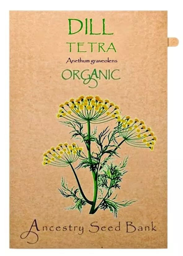 Organic Dill ❁ Tetra ❁ 200 Seeds Heirloom - Non GMO