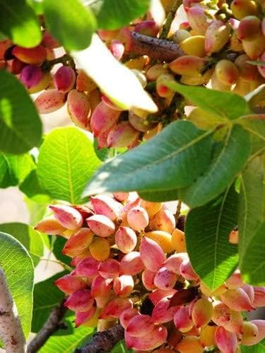 SANJU Live Plant Nursery Plants Pistachio plant -Fruit Plants & Tree Pista Badam Plant Pack Off 1 (B0CMCY5GXB) Amazon Price History, Amazon Price Tracker