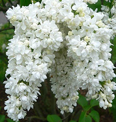 Graines de lilas blanc paquet de 100 graines