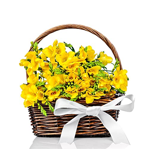 Bulbos De Flores Fresia Naturales Domicilio Ramos De Novia Flowers Plantas Aromaticas Fresia Bulbos De OtoñO Regalos Originales Para Mujer Decoracion Boda Bonsai Natural 4 Bulbos De Fresia Cover
