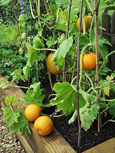 Seeds Point Pumpkin Vegetable [Cucurbita maxima, Mathanga] Seeds For ...