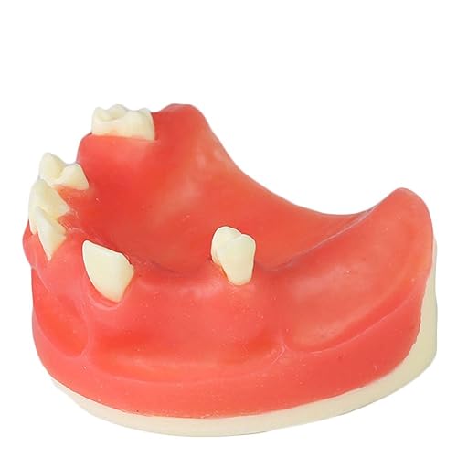 Miniatura 2 de Modelo de implante maxilar rojo dental con modelo de educación modelo de práctica de silicona suave