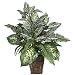 Nearly Natural 6528 Greens Zebra with Wicker Decorative Silk Plant, Green