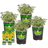 Bonnie Plants Lemon Thyme, Live Plants, with Miracle-Gro Pour & Feed Singles Ready-to-Use Plant Food, 4-Pack, 19.3 oz.