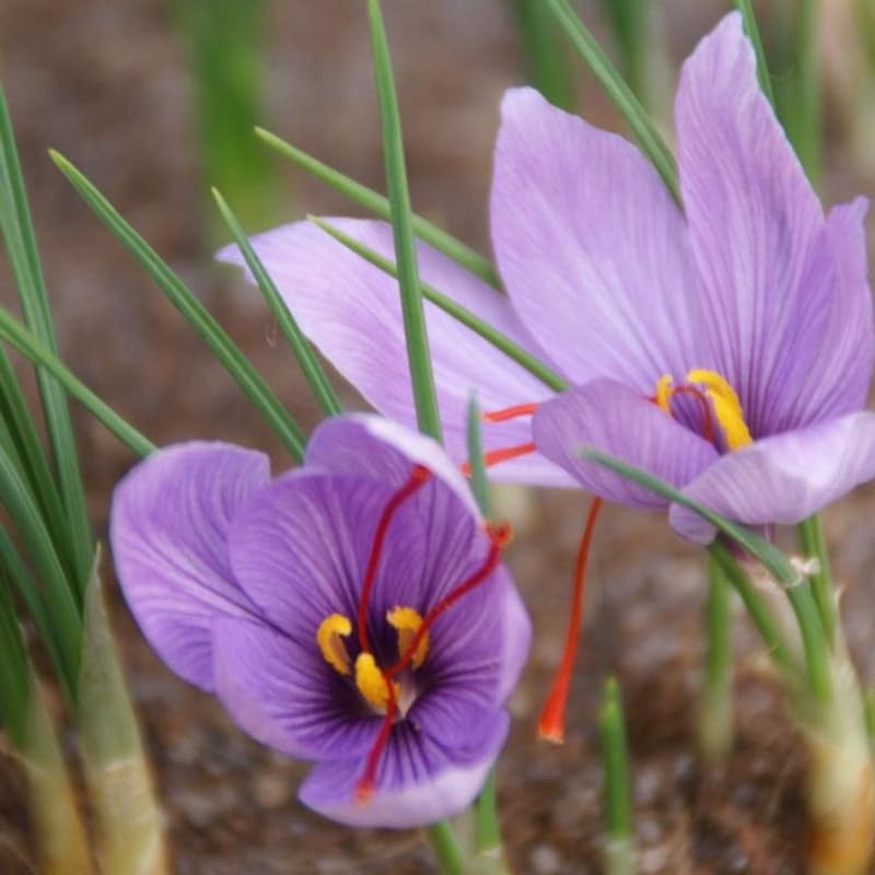 Crocus Live Bulbs – Saffron Flower (8 Healthy Live Bulbs)-image-7