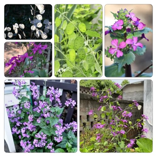 hoja de plata de interior exóticas balcón parterre elevado verdes jardín balcón decoración cama elevada semillas jardín rocas 120pcs