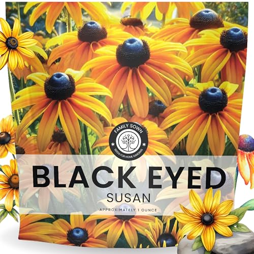 Black Eyed Susan - Large 1 Ounce Packet - 100 000 Flower Seeds for Planting - Rudbeckia hirta