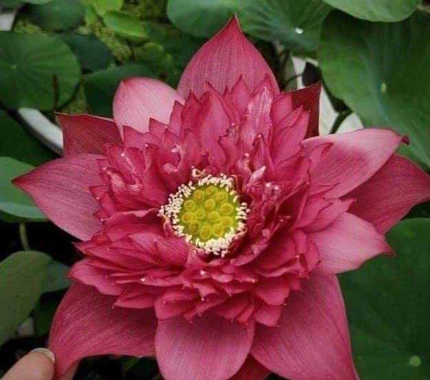 Ruckkuz - Lotus Live plant tubers Code 49 (si thong shaui) (B0BCH27259) Amazon Price History, Amazon Price Tracker