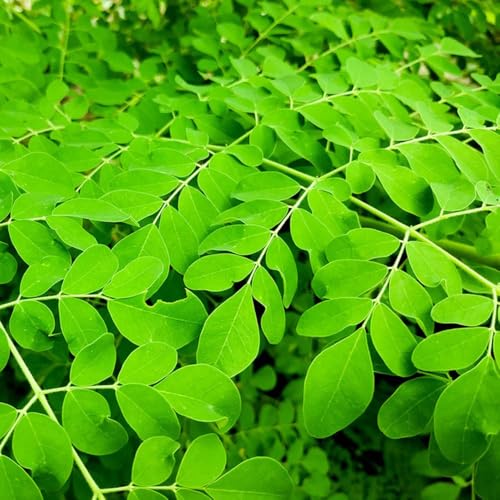 comprar semillas de árbol de moringa - Productos sostenibles: plantas resistentes al invierno para macetas. Decoración de sala de estar con plantas decorativas. Decoración de plantas. 120pcs
