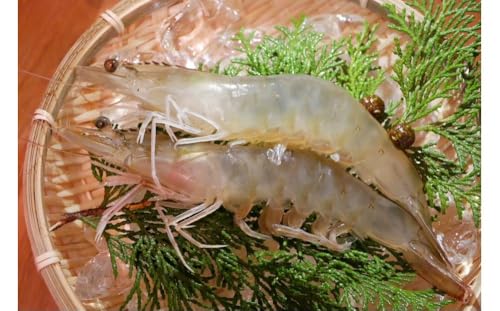 甲賀水晶えび 200g × 3パック