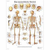 3B Scientific Lehrtafel laminiert - Das menschliche Skelett