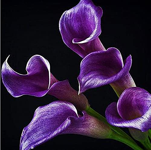 Fiori ornamentali,Adattabile,Lampadine di giglio di Calla Erba perenne,Fiori comunemente usati nei matrimoni,Apprezzato dai consumatori,La composizione floreale più importante-3 Bulbi