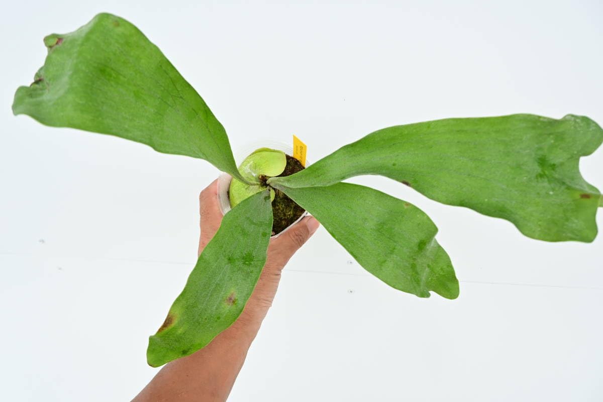 Amazon.co.jp: P.hillii 'Raijin'③ @bikamori.com ヒリーライジン