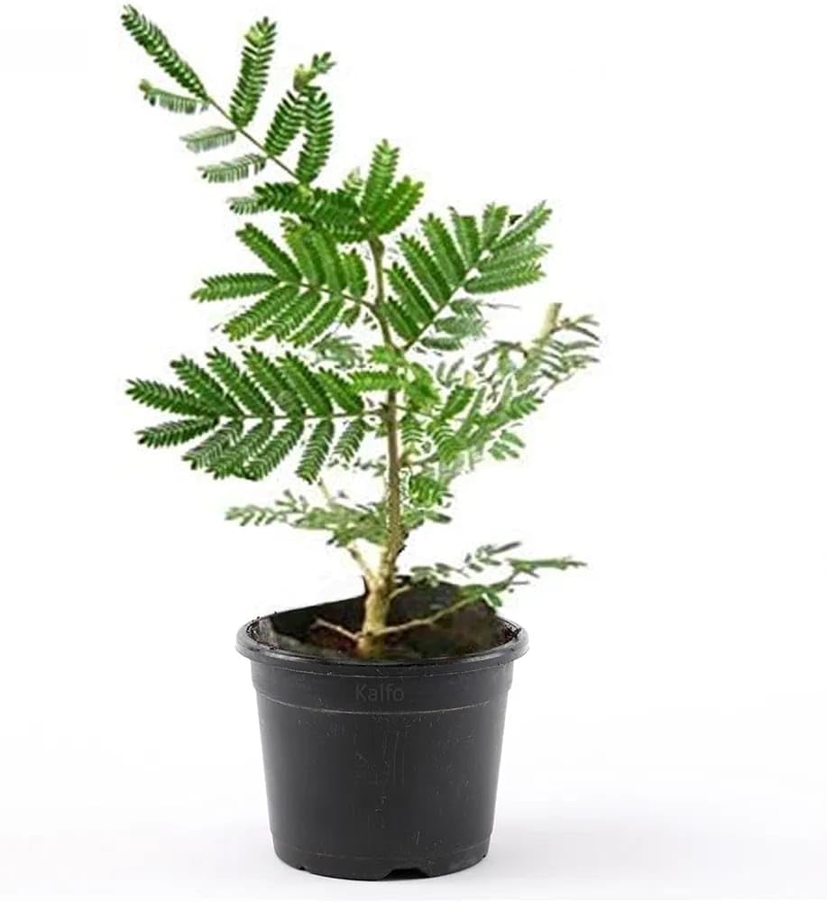 PLANTS (SHAMI PLANT)-image-10