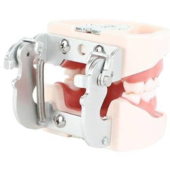 タイポドント 模型　矯正用 ワックス製矯正用実習模型・タイポドントキット | Alexa Dental